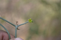 Corallocarpus epigaeus
